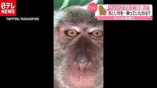 サルがスマホで自撮り？　落とし物に記録が（2020年9月16日放送 news every.より）