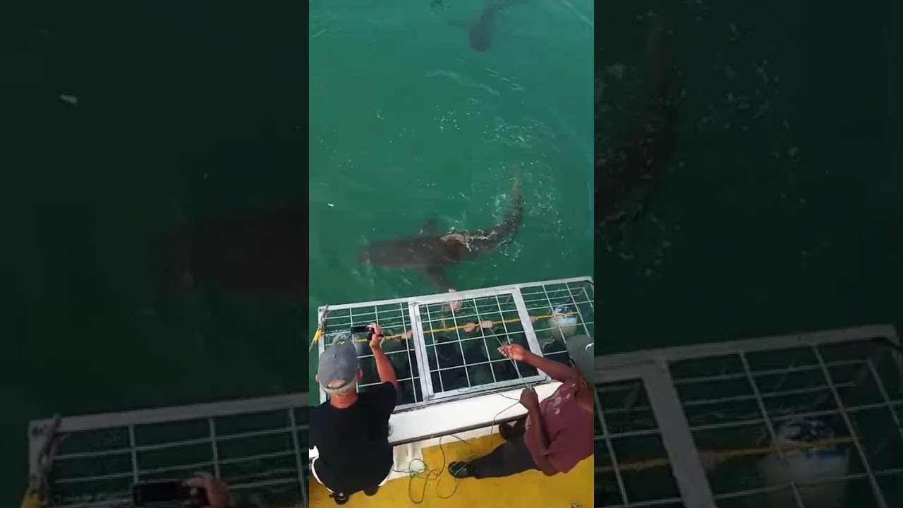 Shark Cage Diving Gansbaai