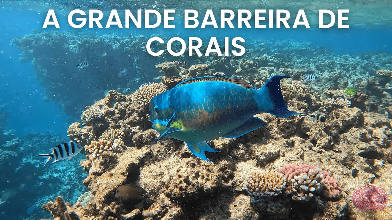 A GRANDE BARREIRA DE CORAIS | O MAIOR RECIFE DE CORAIS ESTÁ NA AUSTRÁLIA