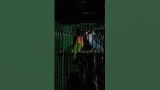 Lovebird suara tek tek