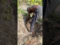Making a living by uprooting date palm roots #foryou #amazing