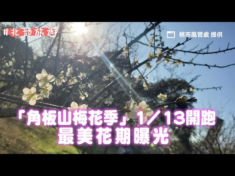 北台灣最大梅園開3成！「角板山梅花季」1／13開跑　最美花期曝光｜ETtoday旅遊雲