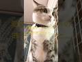 愛猫に… #cat #ねこ好きさんと繋がりたい