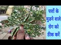 पत्तों के मुडने वाले रोग को 2 दिन में ठीक करने का तरीका || Leaf curl solution