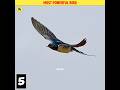 Facts About Shallow Bird Ababeel Shorts 