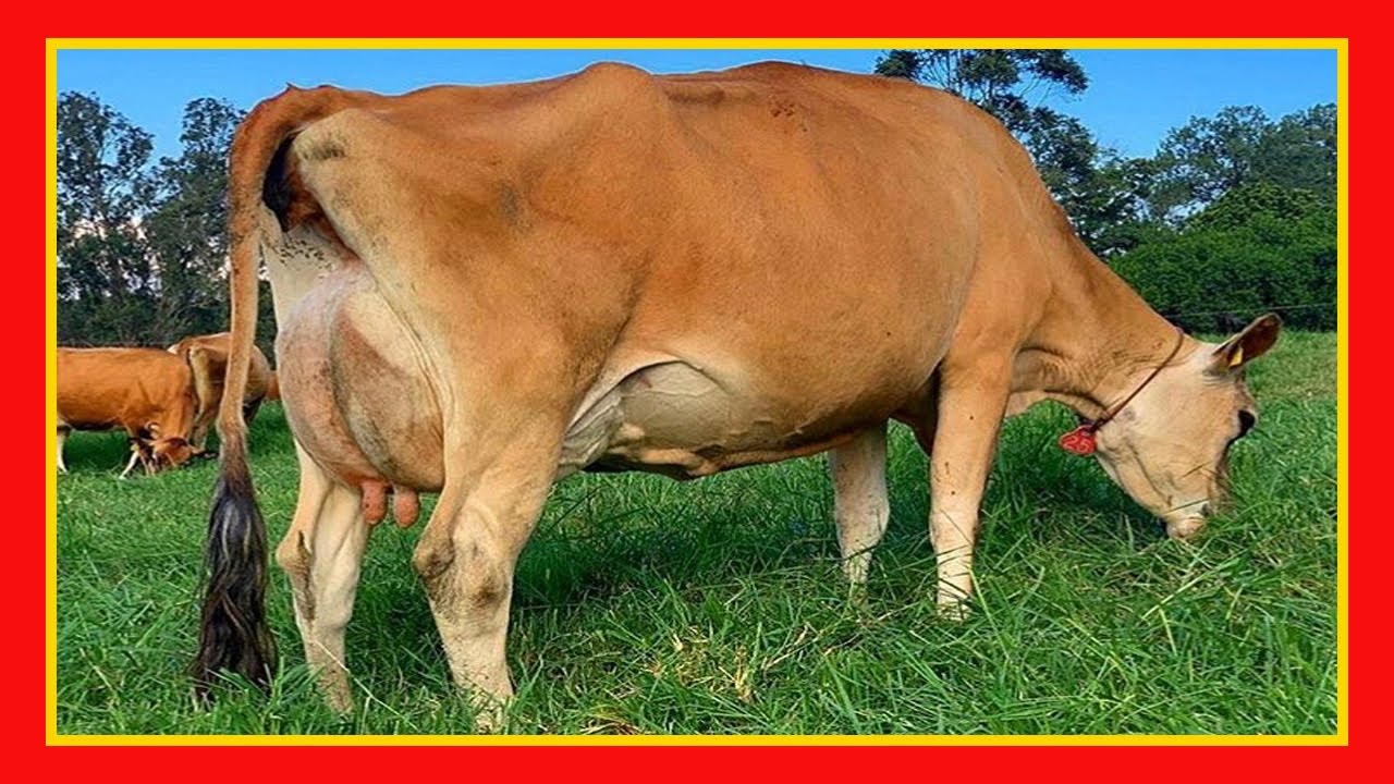 🔴 Leptospirosis Bovina Como Afecta A Las Vacas Lecheras y Carnicas