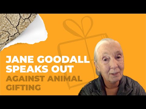 Dr. Jane Goodall Calls on Charities to Stop Animal Gifting Programs