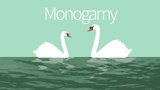 E02e Monogamy in Birds