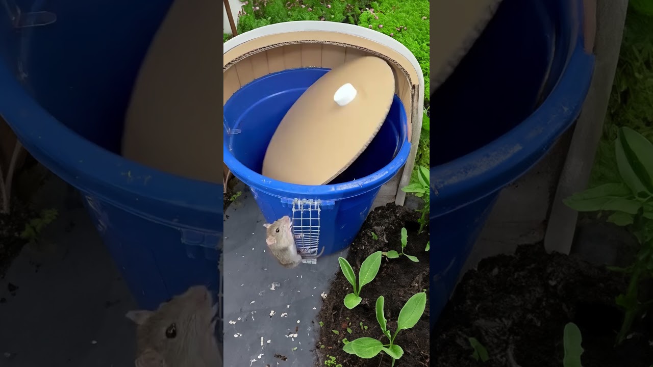 OMG! Mouse scouts around crate ridge   What might occur next ? 