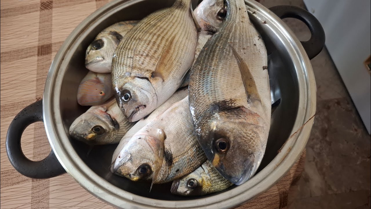 ψαρεμα τσιπουρας 21 9 2025 με θεα τον θαλασσοκηπο