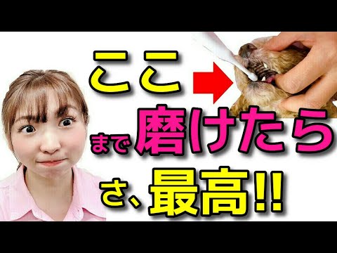 【犬 お手入れ】愛犬の歯磨き！ここまで磨けたら最高！！新！ 遠藤エマチャンネル！【犬のしつけ＠横浜】