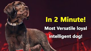 Labrador - In 2 Minute! Most Versatile, loyal, intelligent dog! by Dogmal 528 views 1 month ago 2 minutes, 9 seconds