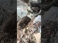 Amazing Wild Boar Climbing Mountain ⛰️ 🐗 #pig #boar #hog #viral #animal #wildpig #wildboar #wildlife