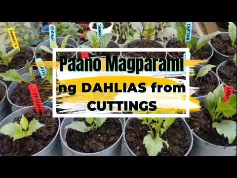 Video: Kailan maghukay ng dahlias sa taglagas at kung paano iimbak ang mga ito