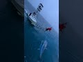 big fish spear #fish #fishing