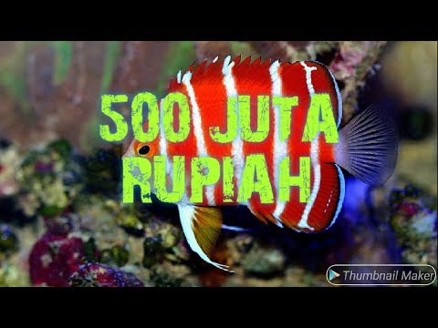 10 JENIS ikan hias laut PALING MAHAL di dunia