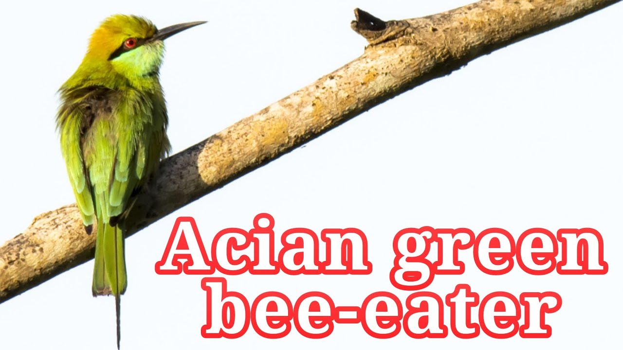 Acian green bee-eater activities in Srilanka