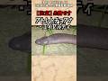 【閲覧注意】Youtubeに誤BANされそうな生物 #雑学 #動物