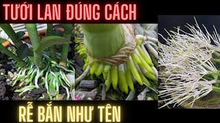 Mách Nhỏ CáchTưới Lan Giúp Kích Thích Phát Triển Rễ và chống thối mầm gốc