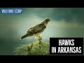 Hawks In Arkansas: 9 Species Found In The Wonder State