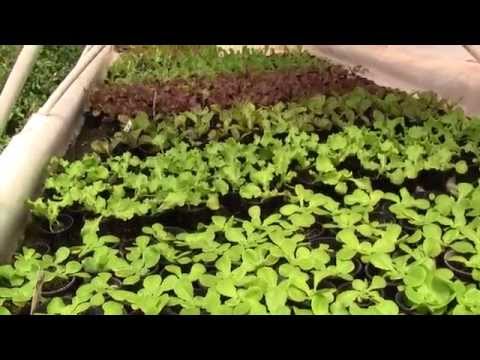 Video: Lettuce ‘Hyper Red Rumple Waved’ – Cultivo de plantas de lechuga Hyper Red Rumple