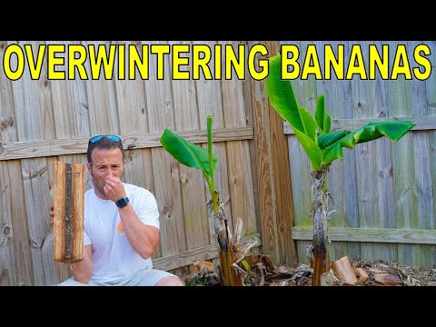 It&rsquo;s The WORST GARDEN SMELL But You MUST Do It To Overwinter BANANAS
