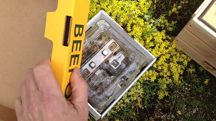 How To Open & Install a Live Beepol Bumblebee Colony - Dragonfli Ltd