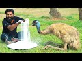 50kg emu salt fry  50kg     m4 tech 