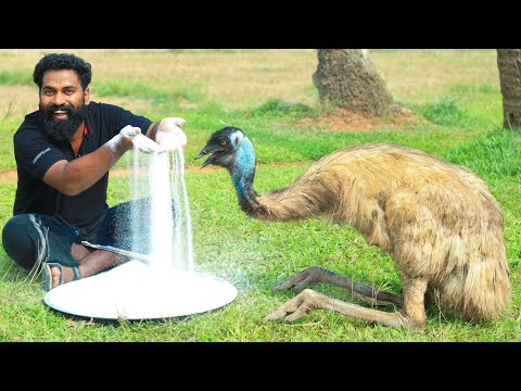 50Kg Emu Salt Fry | 50kg എമു ഉപ്പിലിട്ടു ചുട്ടെടുത്തു | M4 TECH |