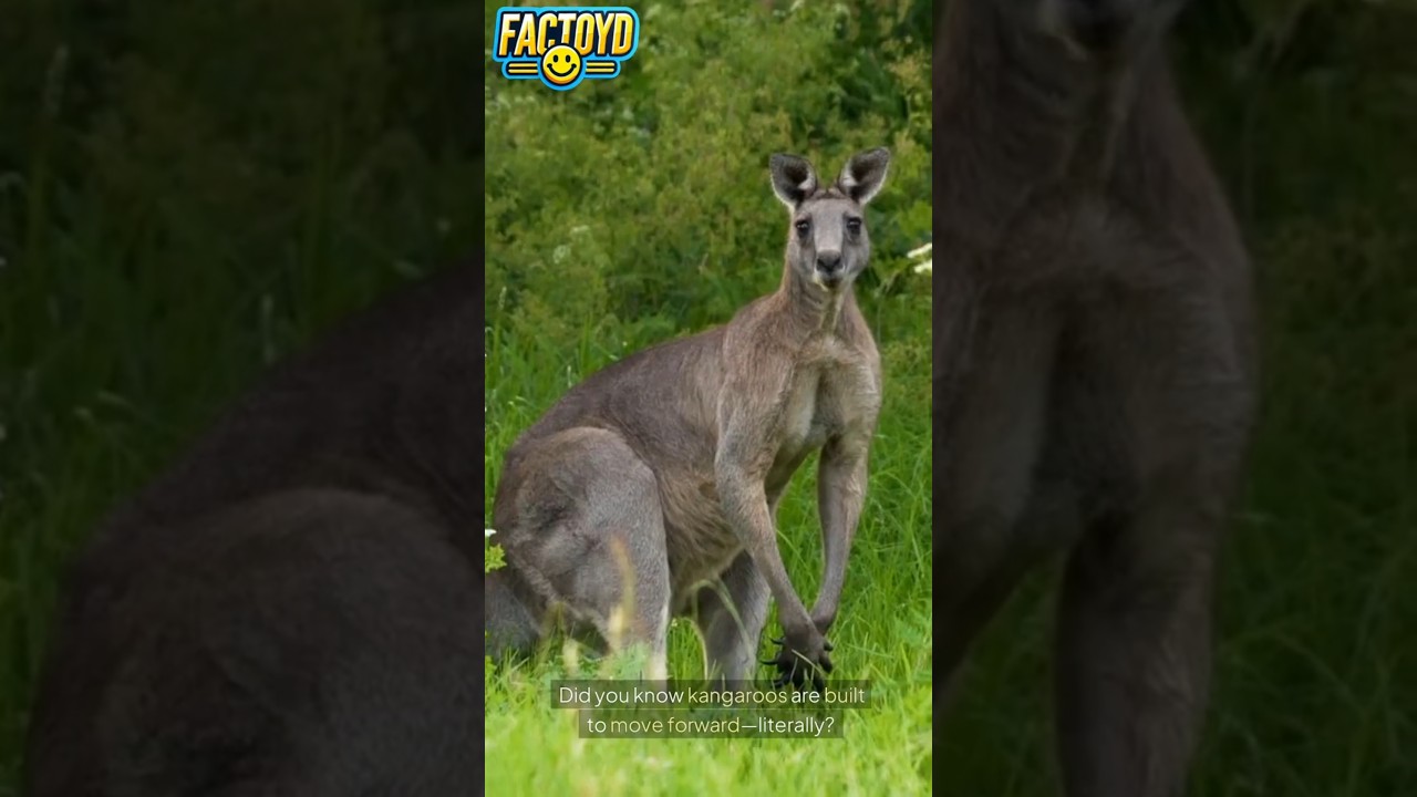 Kangaroos Can't Walk Backward! 🦘🔙 