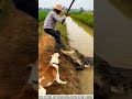 If it had been a little longer, the crocodile would have killed the man😩#factsvideos#shorts #foryou