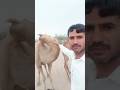 صاحب الجمل يمارس الجنس مع جمالهA Camel Owner Making Love To His Camels Nature Animals Desert 