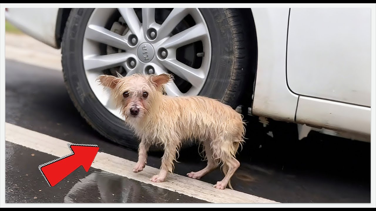 This Stray Dog Did The UNEXPECTED After Rescue! 😲🐶