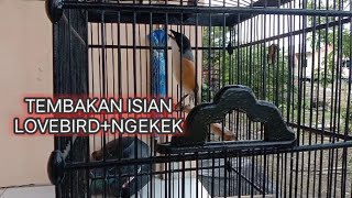 BURUNG CENDET ISIAN LOVEBIRD KUNTI