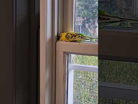 Does Anyone's Parakeet