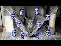 子猫が逆鱗に触れてしまい尻を咬まれる
