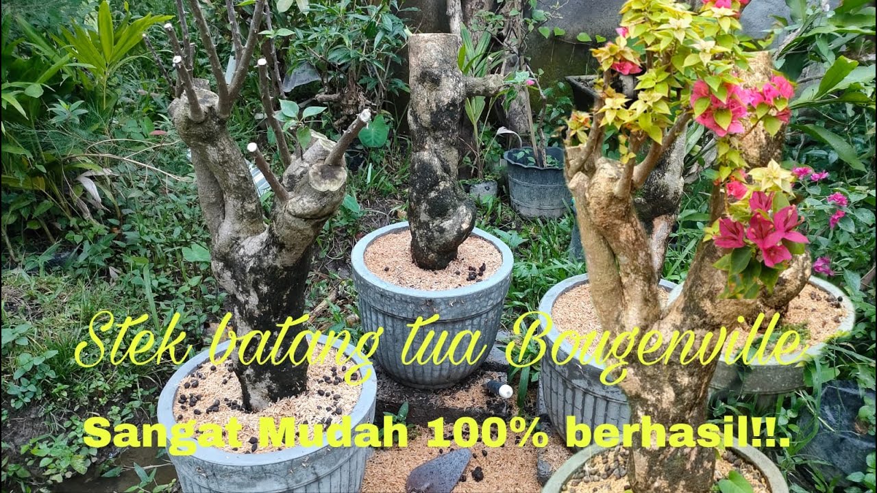 Stek batang tua Bougenville Singapura malah langsung berbunga!!!!!!!. Dengan cara ini!!!.