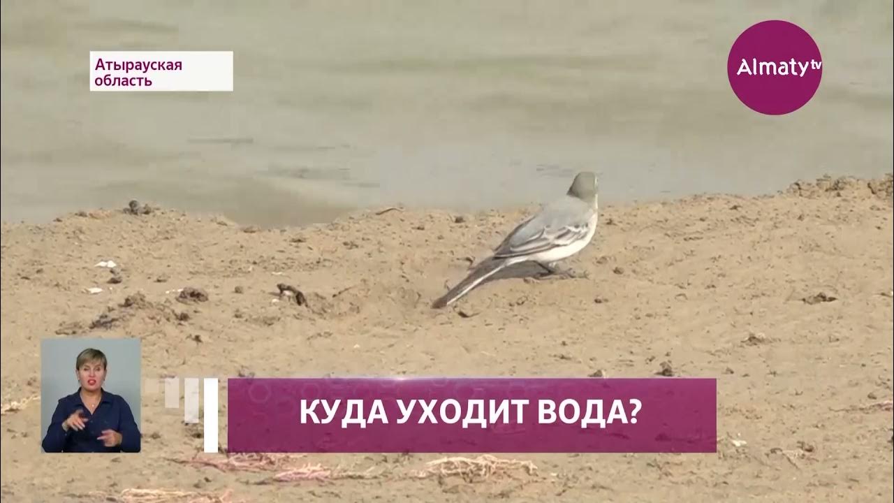 баренц мыс. куда делся море тв. фото женщин на плавбазе. попали в азовское море. сериал про цунами в санта монике.