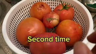 This is why I like to grow tomatoes 🍅 @Nga Tran Canada.  Đây là lý do tôi thích trồng cà! by Nga Tran Canada 170 views 8 months ago 8 minutes, 55 seconds