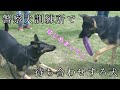 【ジャーマンシェパード】警察犬訓練所で待ち合わせする犬【German Shepherd Dog】 A Dog Meeting Up At Police Dog Training School