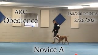 AKC Novice A Obedience 1st Q, 180 Points, 2nd  Jersey the Vizsla