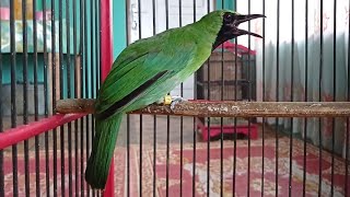 Cucak Ijo Polos asli hutan Sumatra suara Asli... bagus buat pancingan burung bahan