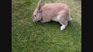 The Lady Tourist By Betsy Bunny