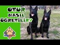 Köpeklere Otur Komutu Nasıl Öğretilir? - Köpek Eğitimi - Kolay Köpek Eğitimi