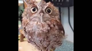 Cute Owl Almost Faded Away While Being Petted