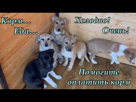 Корм… Еда… Холодно! Очень! Помогите оплатить корм! Приют для животных