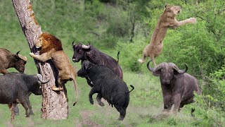 Buffalo VS Lion Fight In The Wild - Buffalo Try To Save Fellow From Lion But Fail - Animals Attack