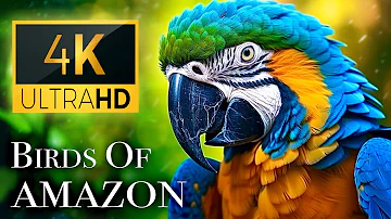 Birds of Amazon 4K - Birds That Call The Jungle Home | Amazon Rainforest | Scenic Relaxation Film