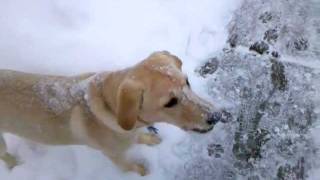 Crazy Yellow Lab Puppy LOVING the snow