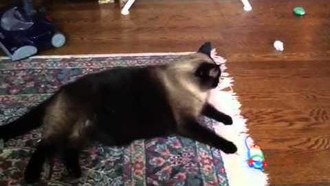 Xmas Tonk &  the Catnip Mousie